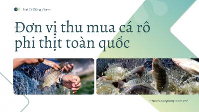 Đơn vị thu mua cá rô phi thịt toàn quốc – Uy tín, giá tốt và cung cấp con giống chất lượng